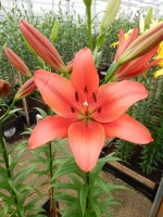 [4073 Colares VH No102.JPG]